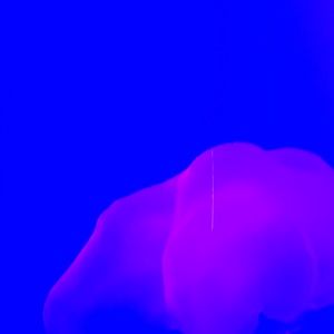 Meet your Posher, Beckham